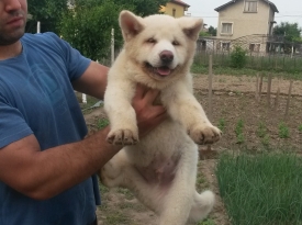 Georgi Ganchev